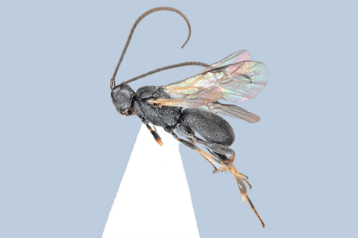 Ascogaster varipes2